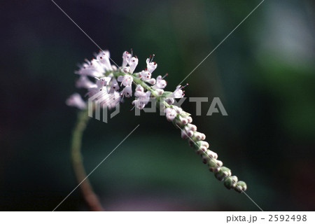 63060　フブキバナ 2592498