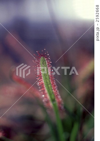 63164 モウセンゴケ 63164 モウセンゴケ 2592668