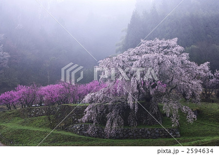 又兵衛桜 2594634