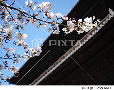 京都 南禅寺の三門と桜 京都 南禅寺の三門と桜 2594884