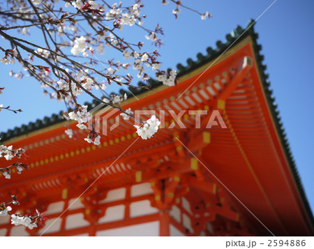 京都 平安神宮 朱塗りの太極殿と左近の桜  2594886