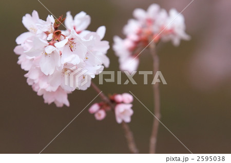 タカトウコヒガンザクラ(高遠桜) 2595038