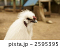 烏骨鶏 2595395
