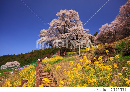 高知県ひょうたん桜の写真素材