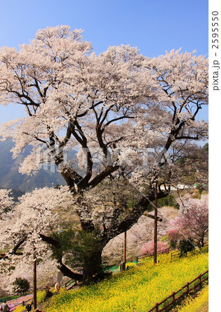 高知県ひょうたん桜 高知県ひょうたん桜 2595550