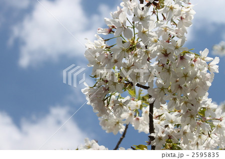御殿場桜 御殿場桜 2595835