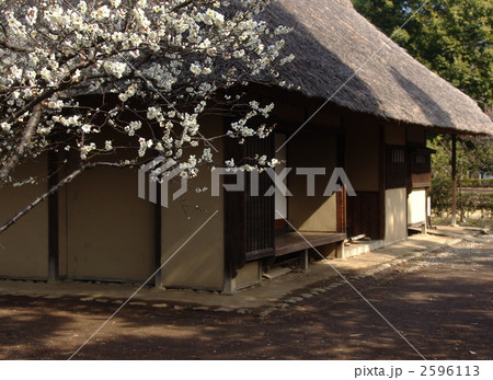 2月　ハクバイ・バラ科171 2596113