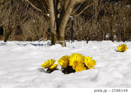 2月　フクジュソウ・キンポウゲ科74 2596149