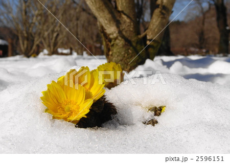 2月　フクジュソウ・キンポウゲ科76 2596151