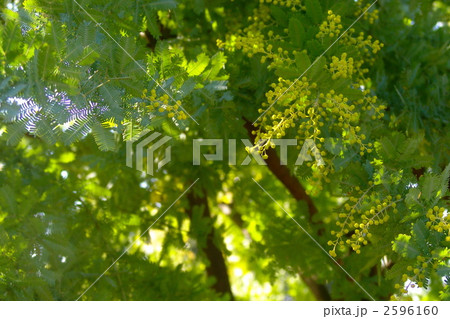 2月　ミモザアカシア・マメ科13 2596160