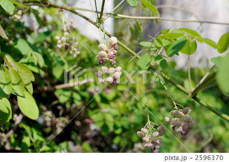 アケビの花 2596370