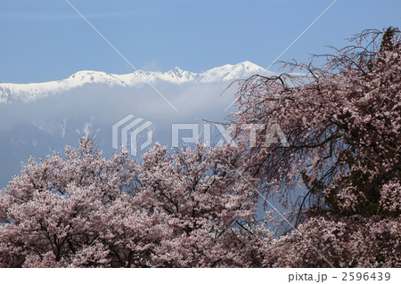 桜 2596439