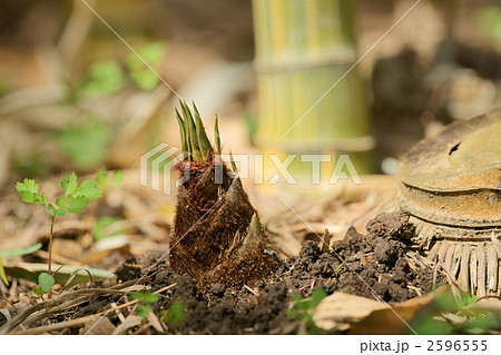 タケノコ 2596555