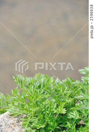 ヨモギの若葉 ヨモギの若葉 2596638