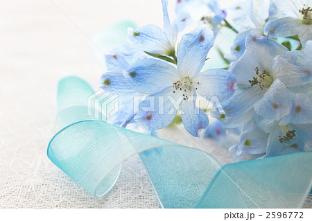 花　花束　デルフィニューム　プラチナブルー 2596772