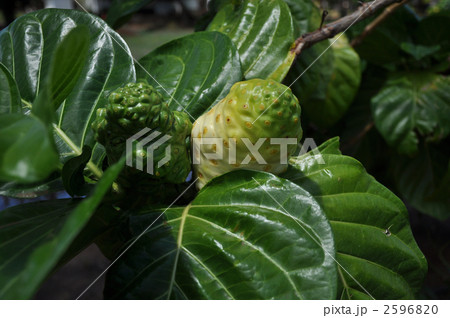 ハワイ　オアフ島のノニ 2596820