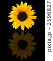 ひまわり 2596827