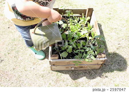 大きくなーれ！ 2597047