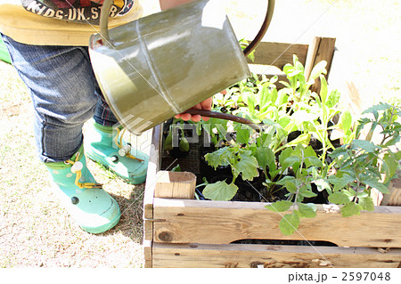 大きくなーれ！ 2597048