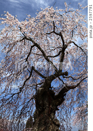 桜 2597791