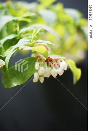 ブルーべりーの花縦位置黒バック 2597849