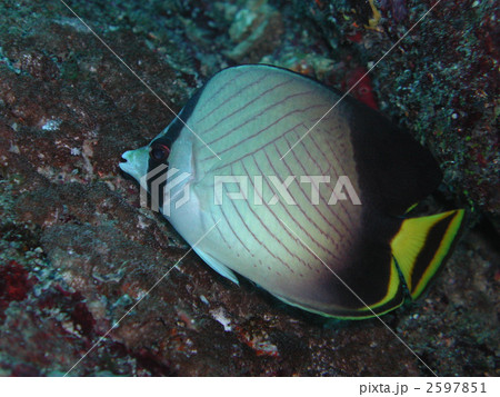 チョウチョウオ インディアンバガボンドバタフライフィッシュ 海水魚 チョウチョウオ インディアンバガボンドバタフライフィッシュ 海水魚 2597851