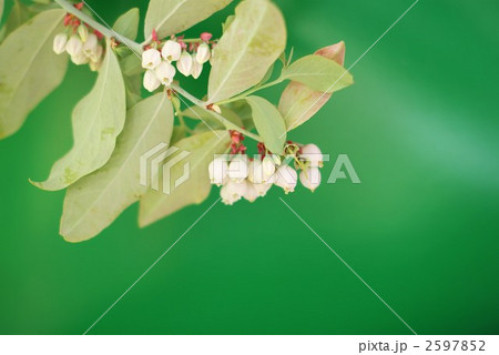 ブルーべりーの花横位置緑バック ブルーべりーの花横位置緑バック 2597852