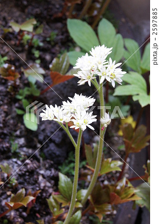 満開の丹頂草 満開の丹頂草 2597885