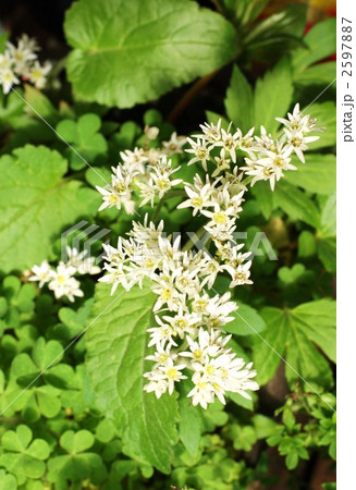 満開の丹頂草 満開の丹頂草 2597887