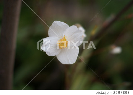 白雪芥子の四弁花横位置 白雪芥子の四弁花横位置 2597893