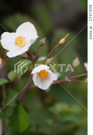 白雪芥子の四弁花縦位置 白雪芥子の四弁花縦位置 2597898