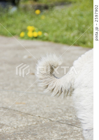 かわいいシッポ 2597902