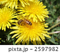 2597982