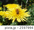 2597994