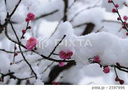 雪の中の小さな梅の花 2597996