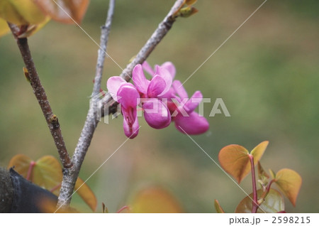 ハナズオウ 2598215