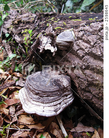 サルノコシカケ 2598645