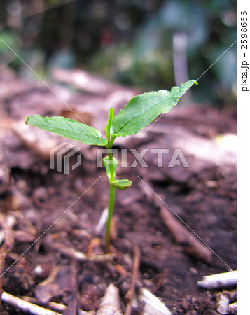 倒木から発芽するお茶の木 2598656