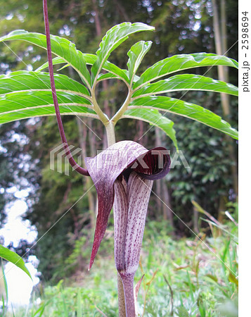 浦島草の花(絶滅危惧種)の写真素材 [2598694] - PIXTA