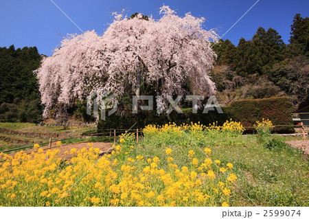 中越家のシダレザクラ 中越家のシダレザクラ 2599074