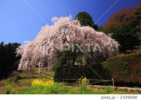 中越家のシダレザクラ 2599080