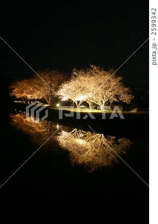 夜桜006 夜桜006 2599342