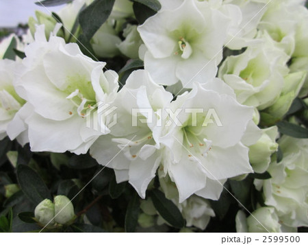 アザレア 2599500