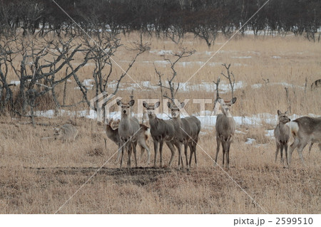 エゾシカ エゾシカ 2599510