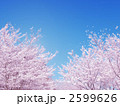 桜満開 2599626