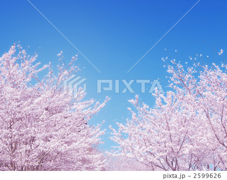 桜満開 2599626
