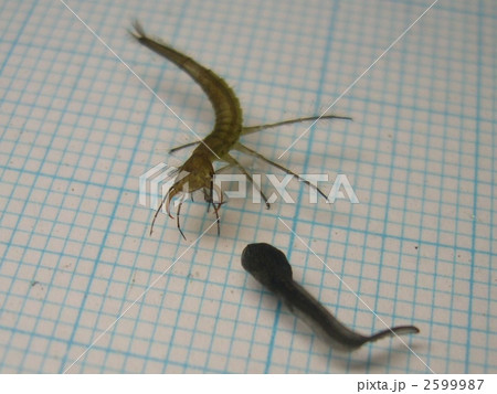 シャープゲンゴロウモドキ捕食シーン 2599987