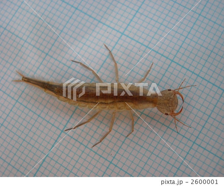 シャープゲンゴロウモドキ2令幼虫 2600001