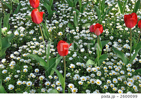 植物・チューリップ(ユリ科)とノースポール(キク科) 植物・チューリップ(ユリ科)とノースポール(キク科) 2600099