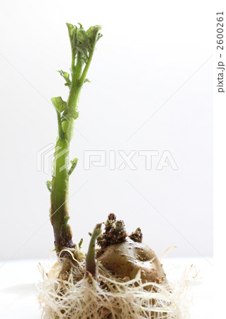 発芽 じゃがいもの芽 発芽 じゃがいもの芽 2600261
